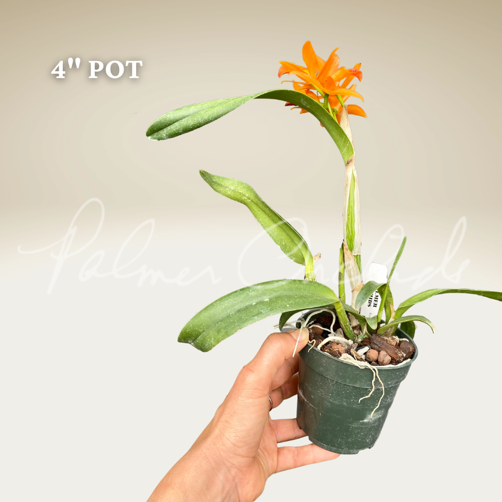 期間限定お値下げ！激レア！　Wild Orchids of Myanmar Endangered Beauties: Challenges in Conserving Malaysia's Wild